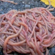 Illustration for article titled Nobody Knows Why Giant Piles of Worms Mysteriously Gathered in Texas